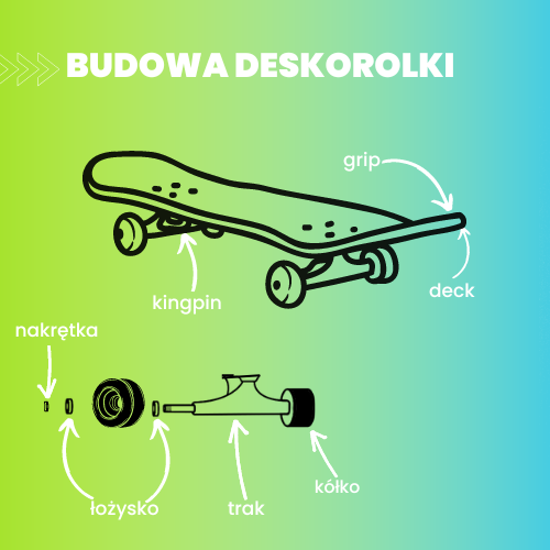 budowa deskorolki grafika do artykułu na blogu sportbazar.pl