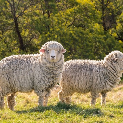 owce meryno na pastwisku w Nowej Zelandii